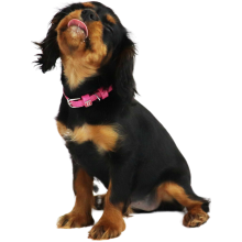 Sort og brun hundehvalp med et lyserødt halsbånd på slikker sig om munden